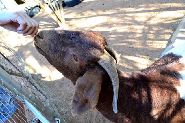 A white and brown goat at the Barn on Boundary Party Venue Johannesburg in the garden.