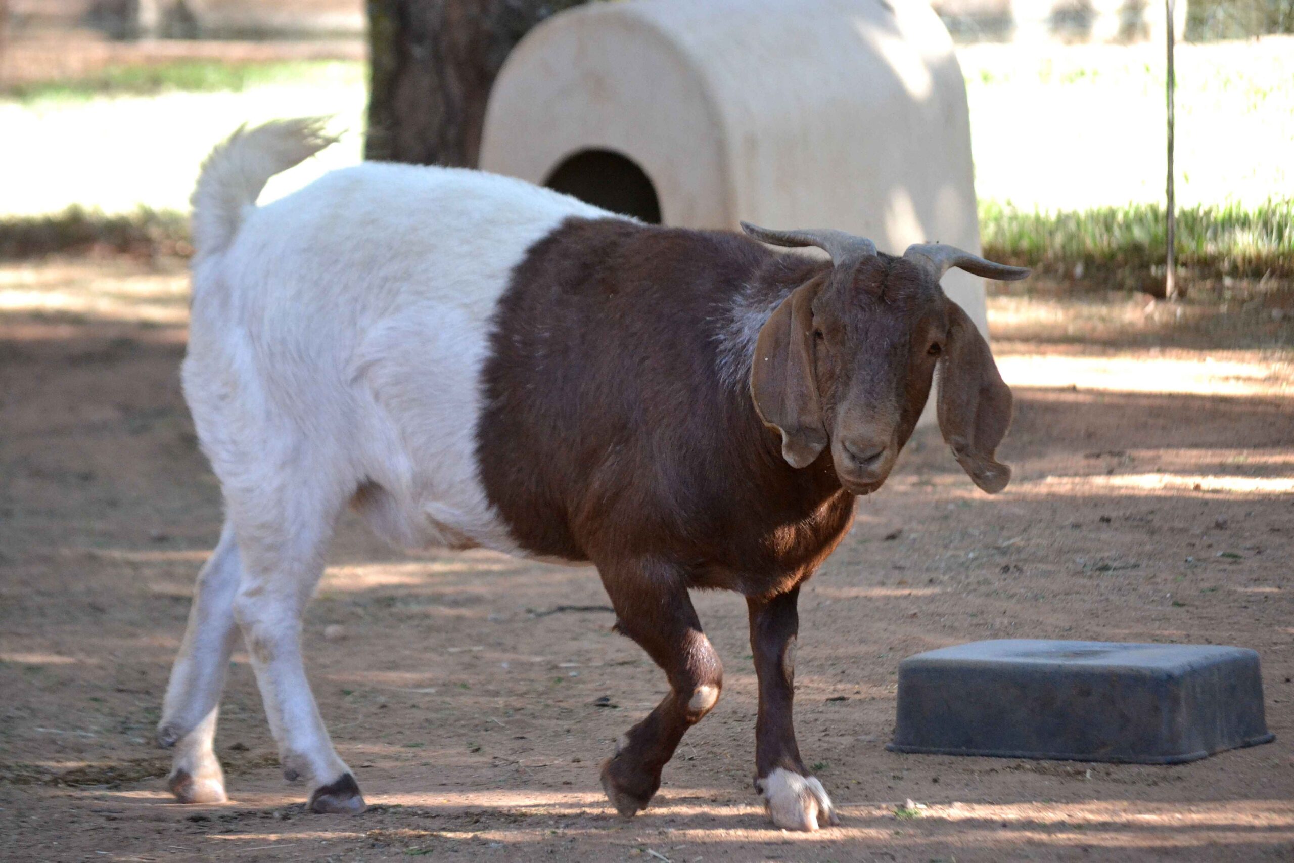 A white and brown goat at the Barn on Boundary Party Venue Johannesburg in the garden.