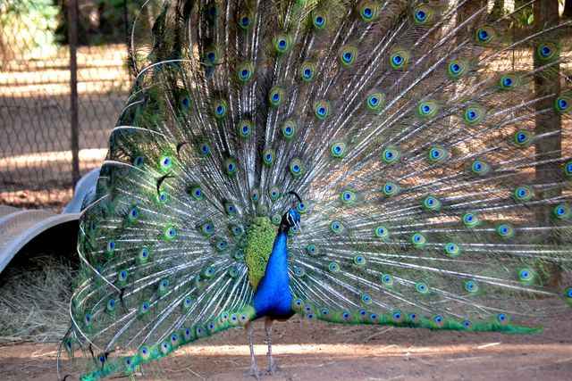A Peacock at the Barn on Boundary Party Venue Johannesburg in the garden.