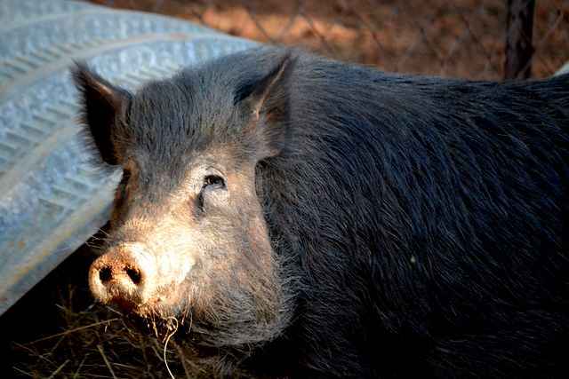 A potbellied pig at the Barn on Boundary Party Venue Johannesburg in the garden.