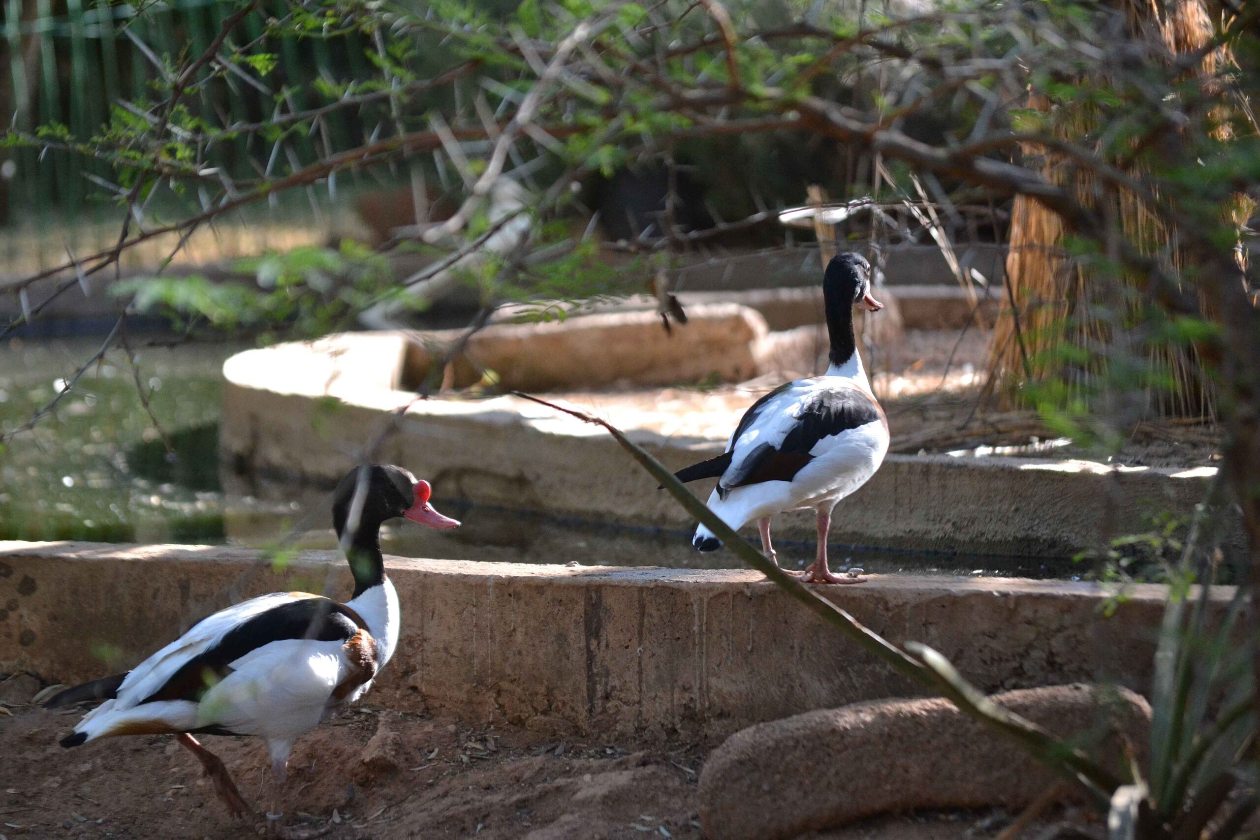 Ducks at the Barn on Boundary Party Venue Johannesburg in the garden.
